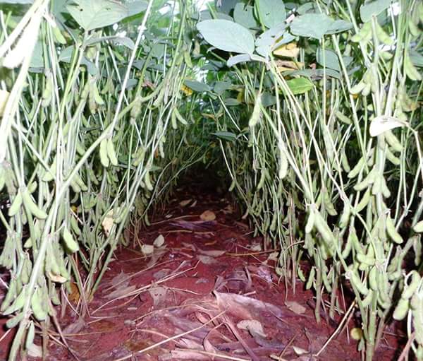 Imagem do dia - Lavoura de soja em Itambé (PR), do produtor Valdir Fries