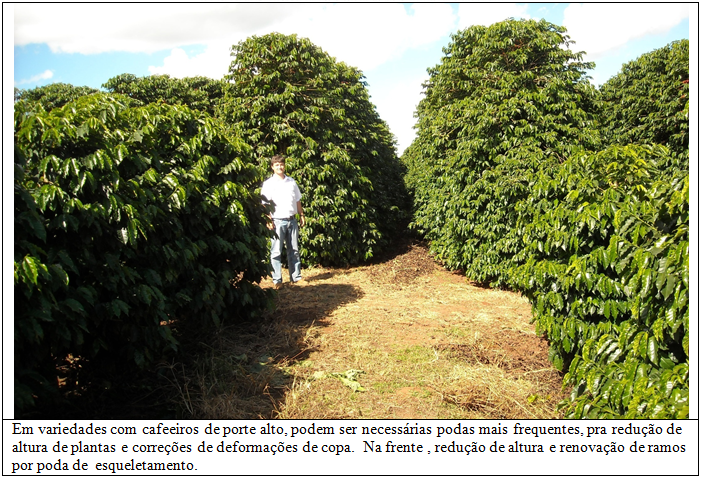 Peabirus: Procafé: Traqueomicose avança em lavouras de café