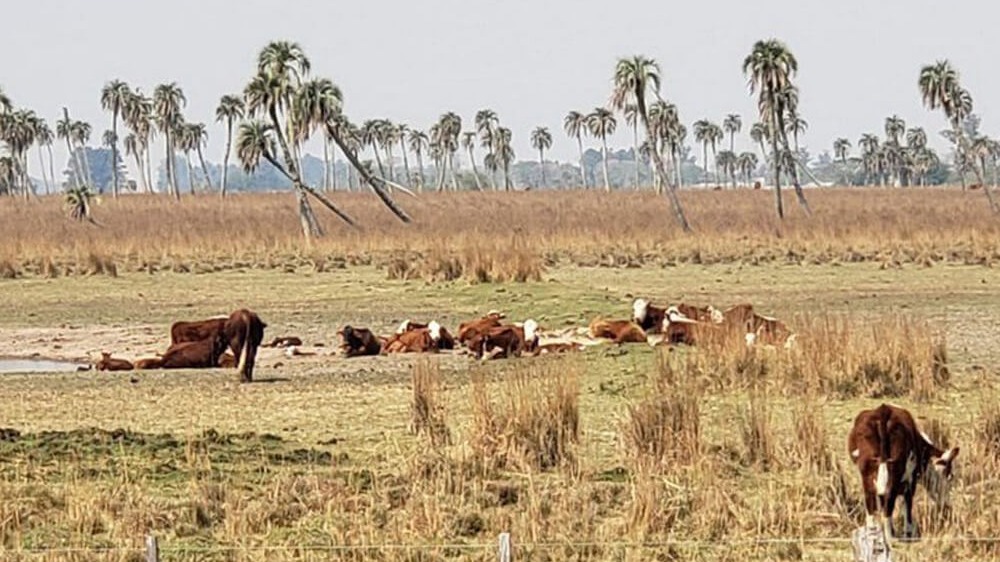 Seca em Corrientes/Argentina - Foto: InfoCampo