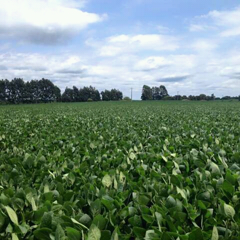 Imagem do dia - Lavoura de soja em Saldanha Marinho (RS), do produtor Jonas Pessini Horbach