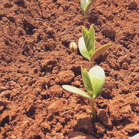 Imagem do dia - Lavoura de soja em Santa Fé (PR), na Fazenda Santa Eunice. Envio do produtor Gustavo Gallette