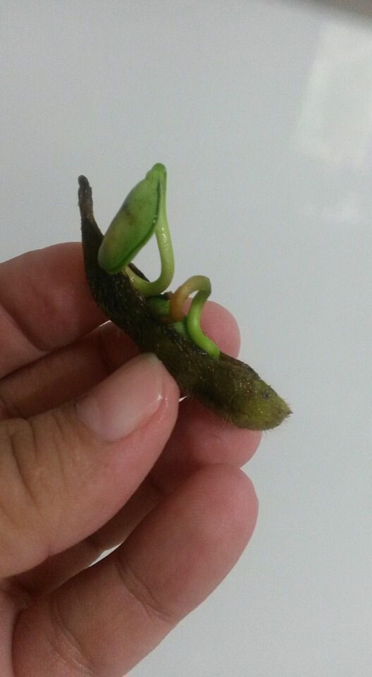 Imagem do dia - Soja verde brotando com excesso de chuvas em Toledo (PR)