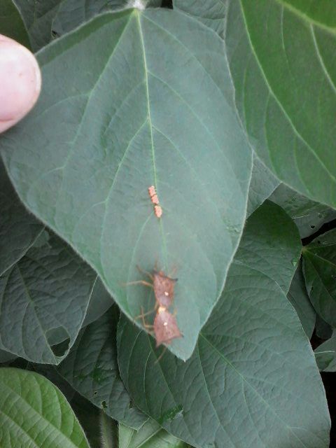 Imagem do dia - Percevejo marrom na lavoura de soja em Iracema do Oeste (PR), do produtor Rogério Tavares