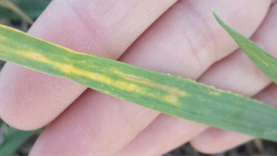 Ferrugem no Trigo da Argentina