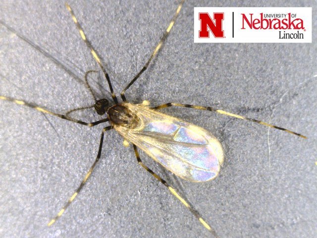 Mosquito laranja soja EUA