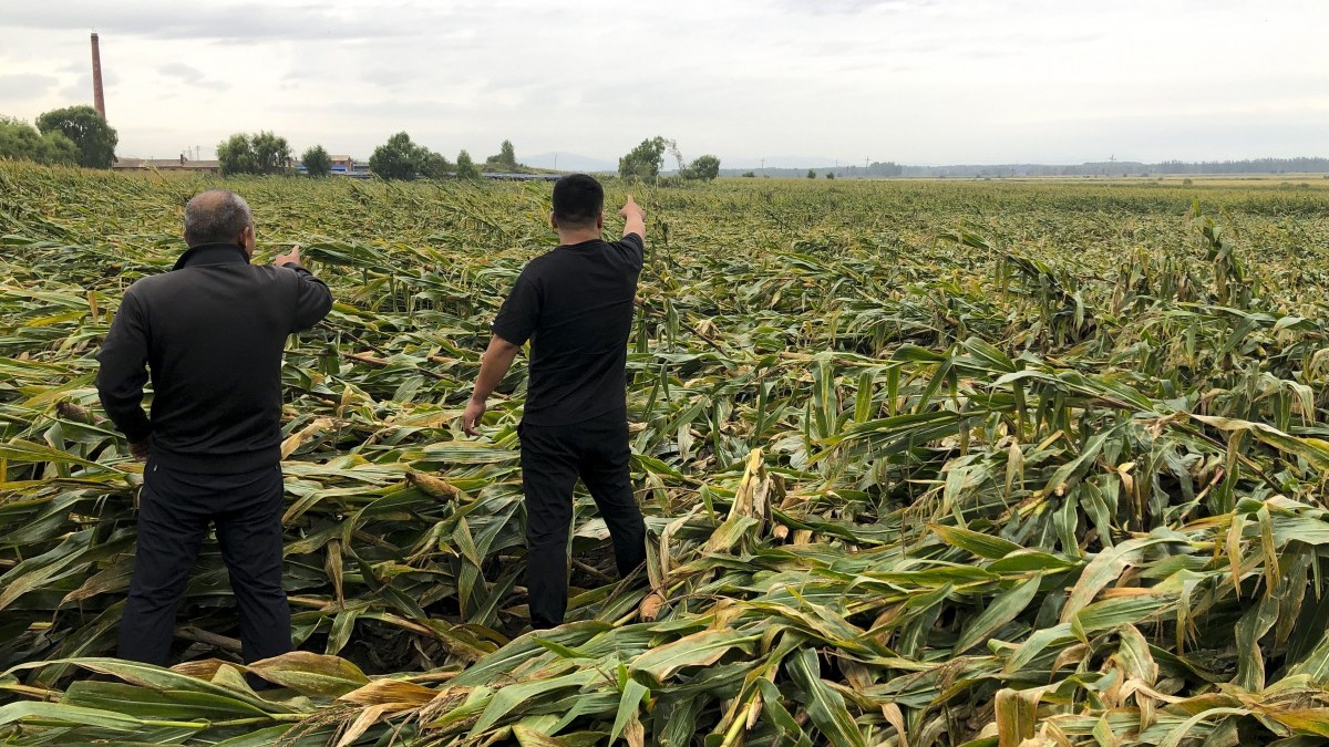 Milho deitado após tufão na China - Foto: South China Morning Post