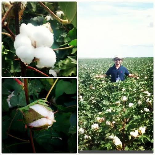 Imagem do dia  - Viagem técnica realizada pela AMPASUL pelas lavouras de algodão da Austrália. Enviado por Lucas Mudinutti
