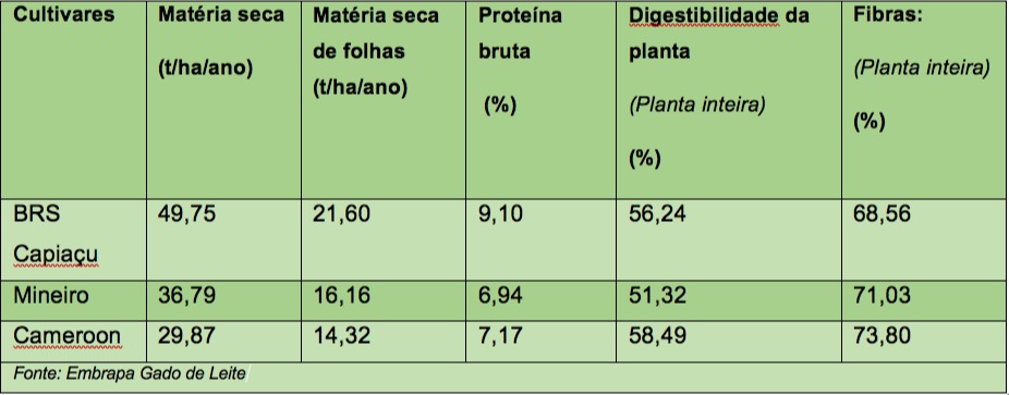embrapa capim elefante