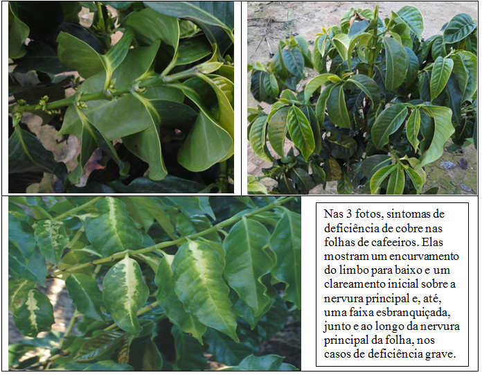 Cobre ainda é necessário, em pulverizações em cafeeiros 002