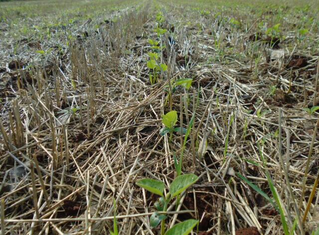 Imagem do dia - Lavoura de soja em Pérola d Oeste (PR), do produtor Deziel Ricardo Gripa