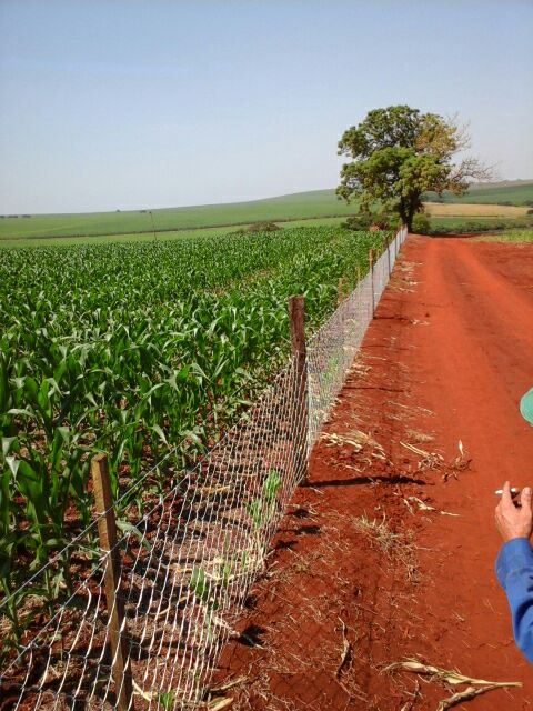 Imagem do dia - Cerca para contenção de capivaras em Pedrinhas Paulista (SP)