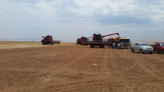 Colheita de feijão na fazenda Igarashi