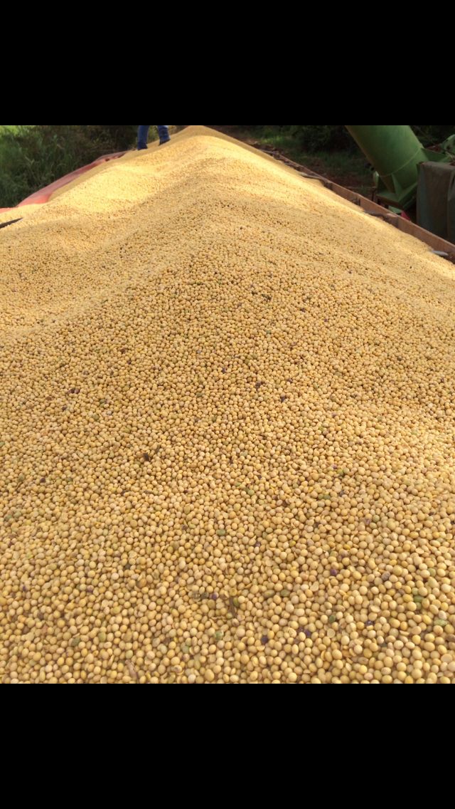 Imagem do dia - Caminhão carregado de soja na Fazenda São José, em Antônio João (MS)