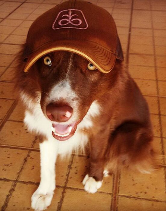 Imagem do dia - Lupe indo pra roça em Guaíra (SP). Enviado por Fellipe Campos