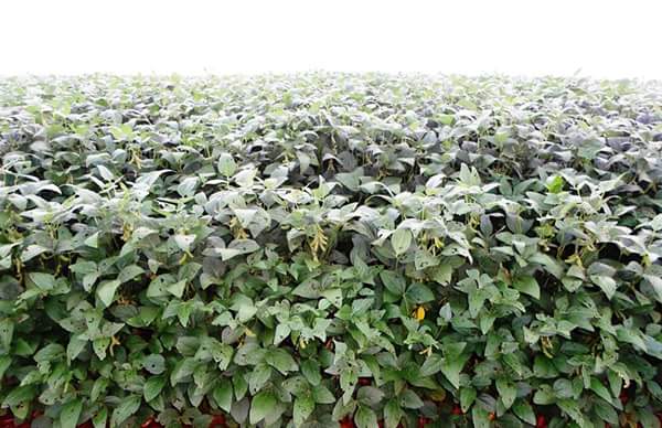 Imagem do dia - Lavoura de soja em Itambé (PR), do produtor Valdir Fries