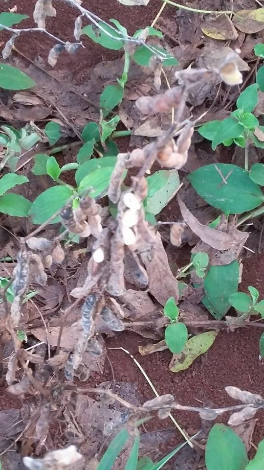 Imagem do dia - Lavoura de soja em Jandaia do Sul (PR). Enviado por Leticia Colauto