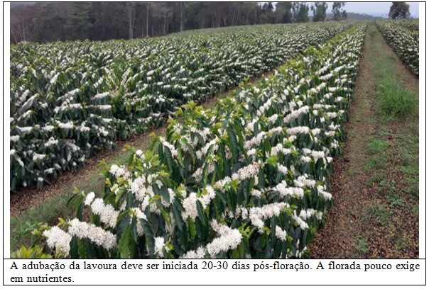 Fundação Procafé: Conillon avança na área de café arábica
