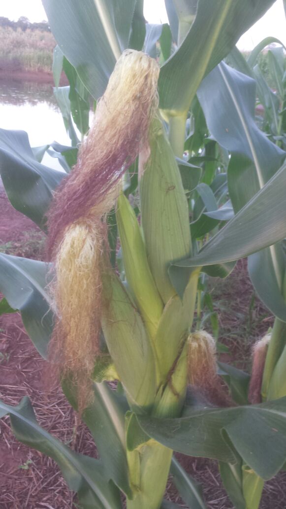 Imagem do dia - Lavoura de milho em Amambai (MS), na Fazenda Jaboticaba, do produtor Wilsom Rossi