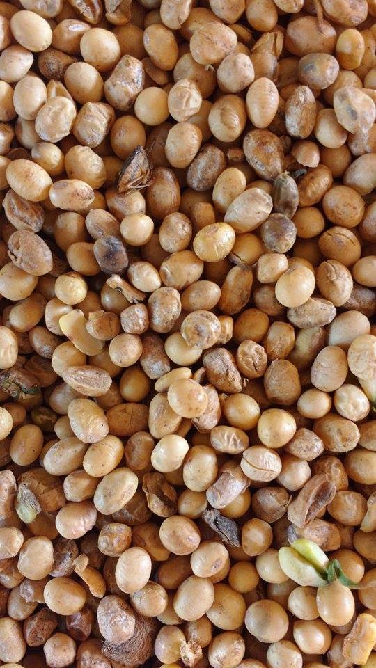 Imagem do dia - Soja em Itambé (PR)