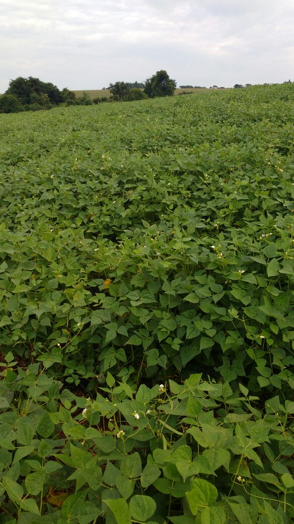 Imagem do dia - Lavoura de feijão carioca em Rio Bonito do Iguaçu (PR), do produtor Edu Birgeier