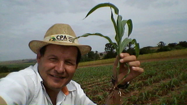Imagem do dia - Área de milho safrinha em Nova Aurora (PR). Enviado pelo Técnico Agrícola David Clemente