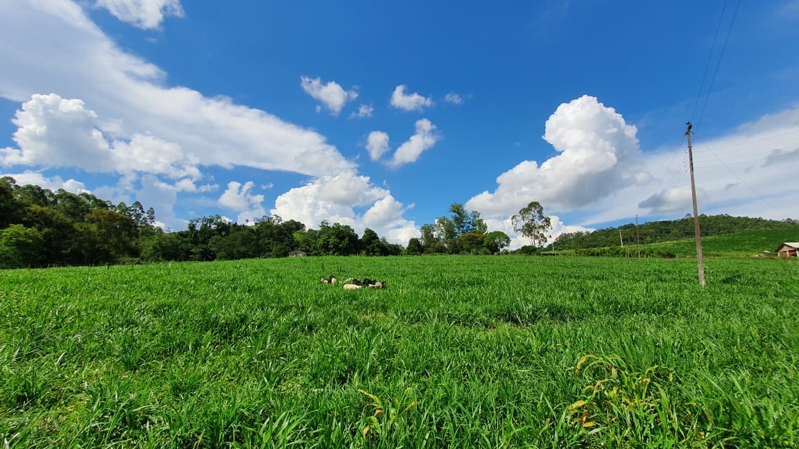 Capim coracana ANpg 209 - Foto: Eduardo Erikson Perin