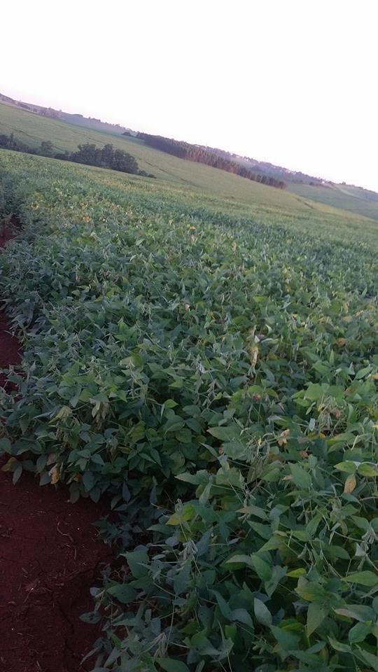 Imagem do dia - Lavoura de soja no Sítio São Pedro em Jandaia do Sul (PR)