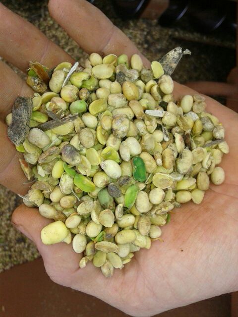 Imagem do dia - Soja ardida em Guaraniaçu (PR). Enviado por Leandro Mioranza