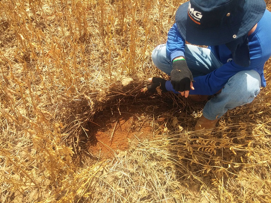 Imagem do dia - Lavoura de soja na palhada de braquiária em Nova Ubiratã (MT)