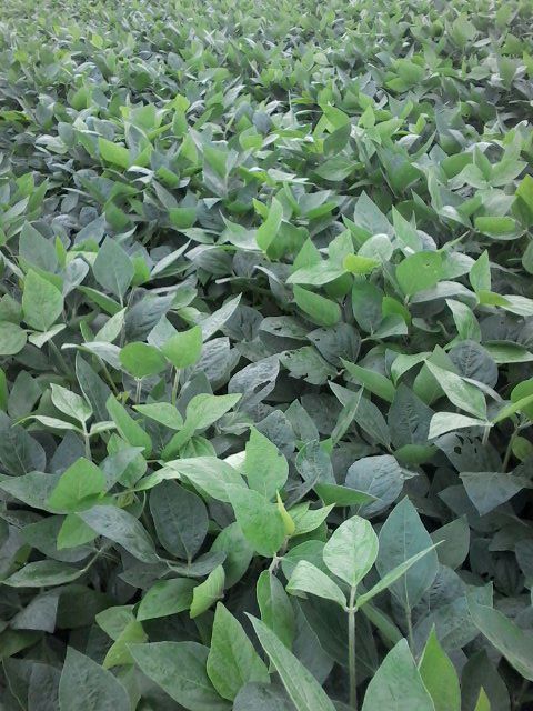 Imagem do dia - Percevejo marrom na lavoura de soja em Iracema do Oeste (PR), do produtor Rogério Tavares