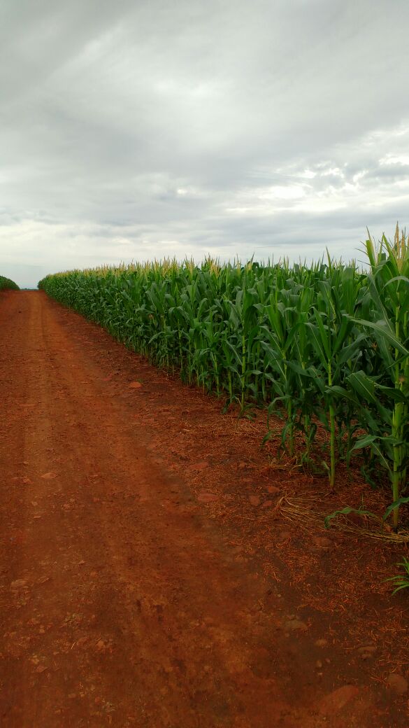 Imagem do dia - Lavoura de milho safrinha em Medianeira (PR)