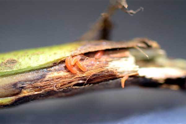 Mosquito laranja soja EUA