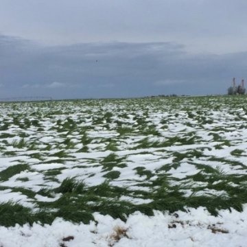 Trigo coberto pela neve nos EUA - Foto: Agriculture.com