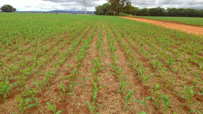 Imagem do dia - Lavoura de milho safrinha em Coromandel (MG). Enviado por Reginaldo Dim