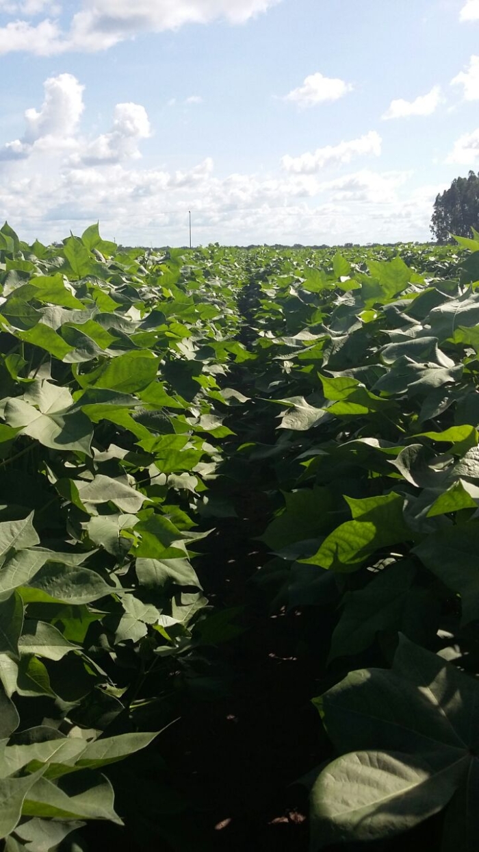 Imagem do dia - Lavoura teste de algodão em Mata Roma (MA)