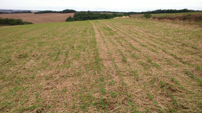 Imagem do dia - Lavoura de soja em Coxilha (RS). Enviado pelo Engenheiro Agrônomo Eliezer Favretto
