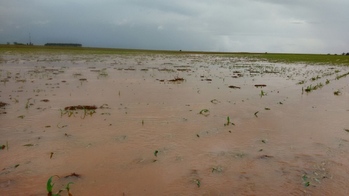 Imagem do dia - Chuvas intensas em Dourados (MS), na lavoura do produtor Luiz Zannata. Enviado por Mário Araújo.