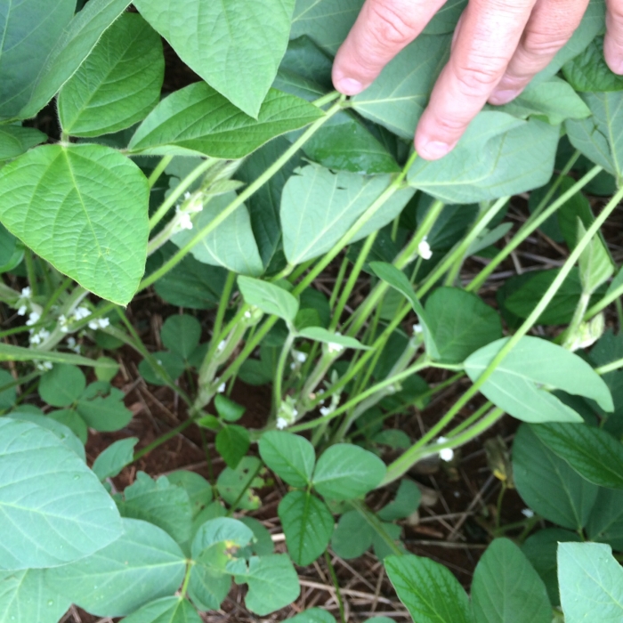 Imagem do dia - Lavoura de soja em Miranorte (TO), na Fazenda Scaramal
