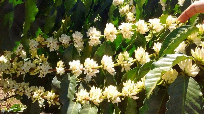 Florada no cerrado mineiro, na cidade de Rio Paranaíba (MG). Envio de Diego Bernardes Rocha, Técnico Agrícola.
