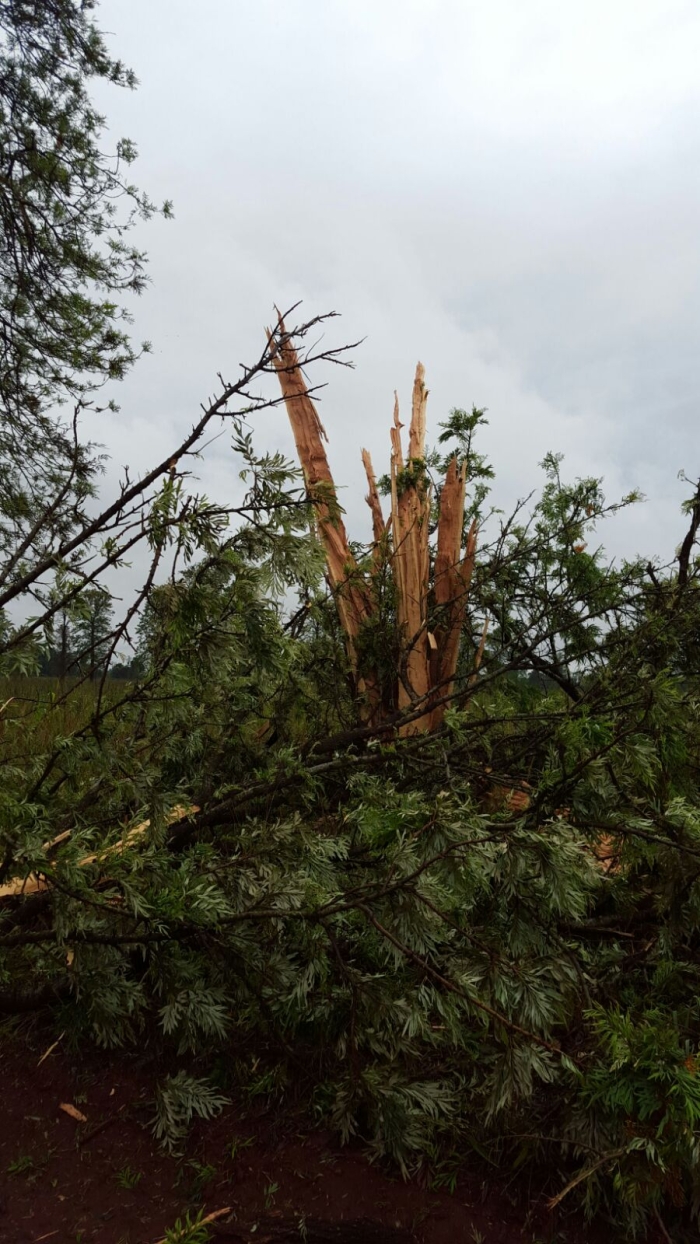 Imagem do dia - Árvore atingida por um raio na região de Santa Rita, no Paraguai. Enviado por Valdecir