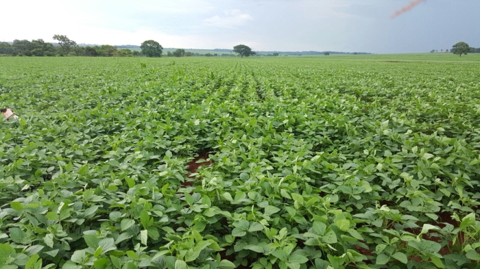 Imagem do dia - Lavoura de soja em Itumbiara (GO), do produtor Douglas Frandoloso