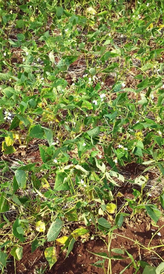 Imagem do dia - Lavoura de feijão em Boa Esperança do Iguaçu (PR), do Família Borsa