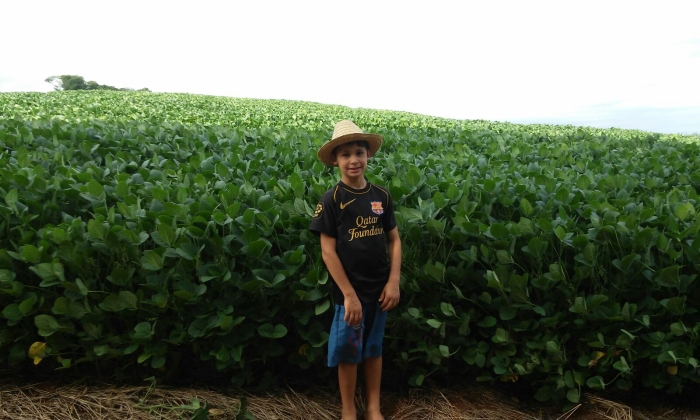 Imagem do dia - Lavoura de soja em Ipiranga do Sul (RS)