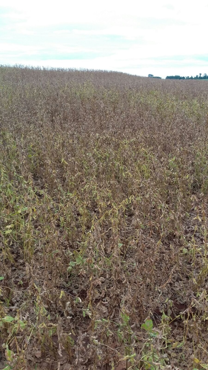 Imagem do dia - Lavoura de soja em Marechal Cândido Rondon (PR)