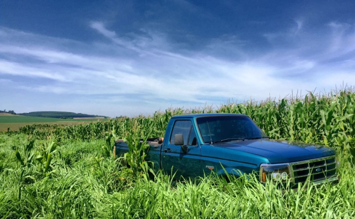 Imagem do dia - Lavoura de milho safrinha em Naranjal (PY), do produtor Danoil Bianchi