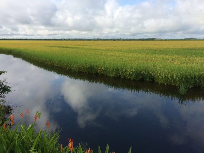 Imagem do dia - Lavoura de arroz em Lagoa da Confusão (TO), da Família Gasparetto
