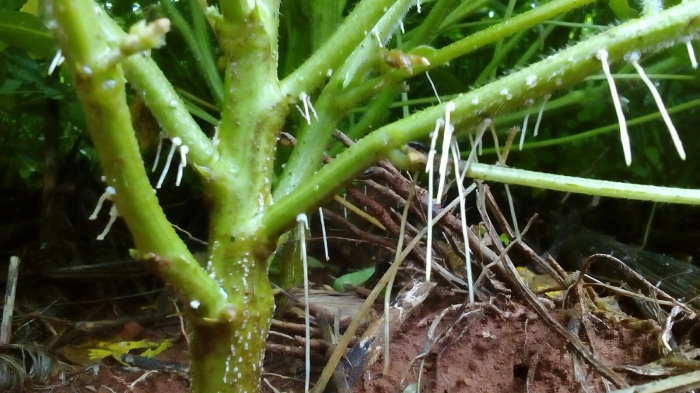 Imagem do dia - Lavoura de soja em Iraí de Minas (MG)