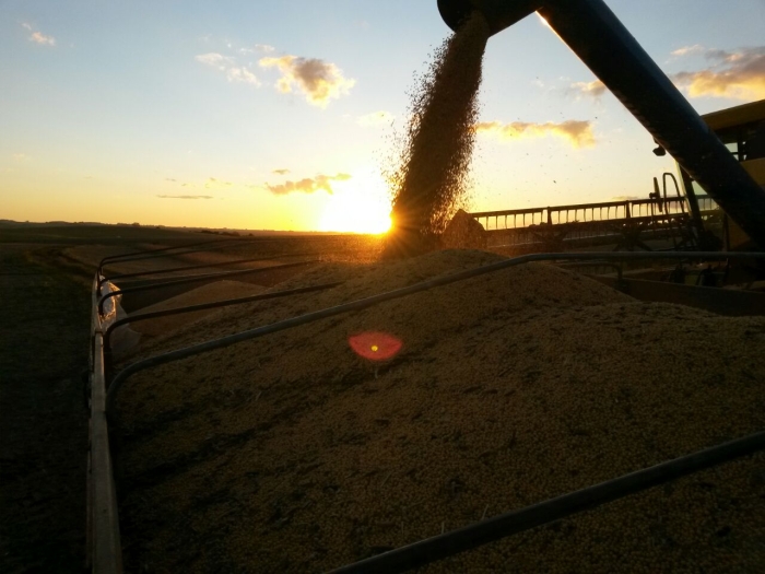 Imagem do dia - Início da colheita de soja em Júlio de Castilhos (RS). Enviado por Vagner Piccin