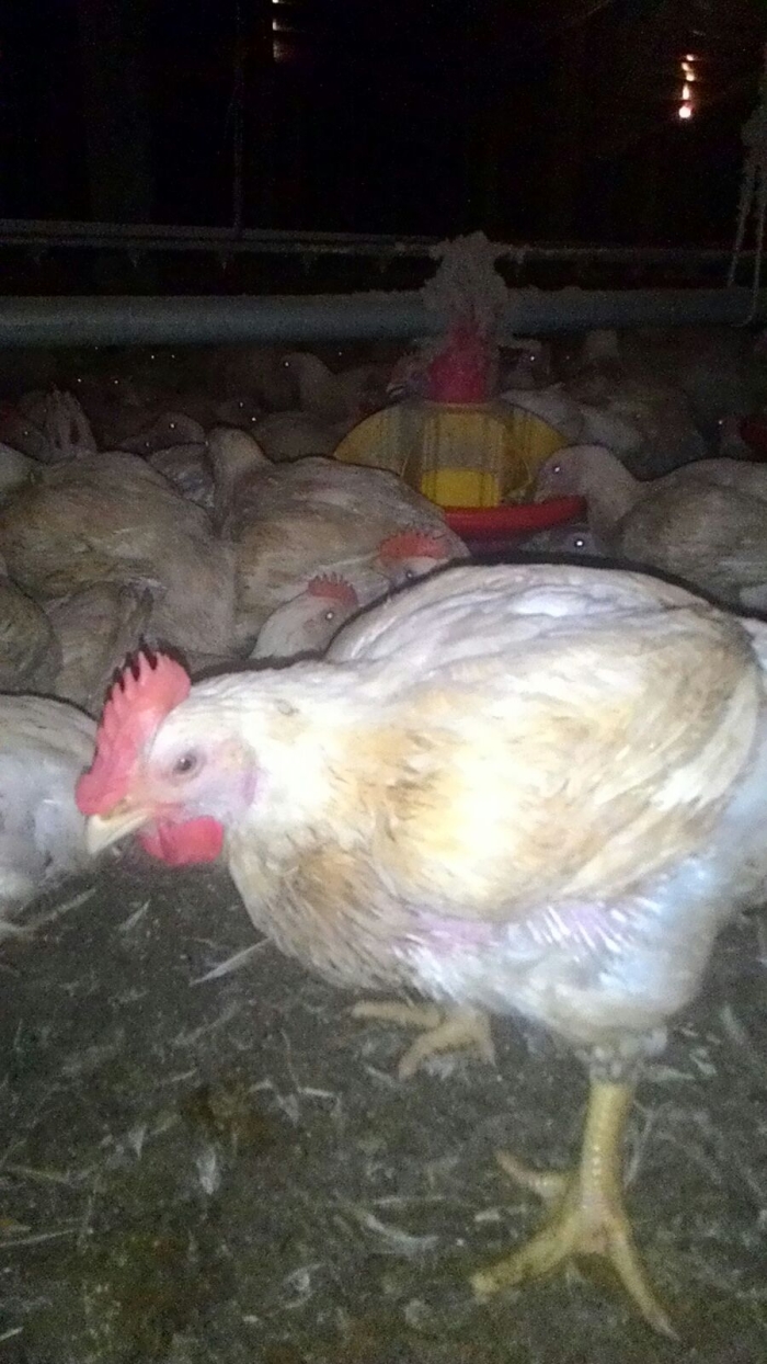 Imagem do dia - Produção de frango em Ubiratã (PR), do aviário Carlos de Melo