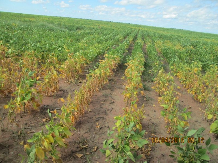 Imagem do dia - Lavoura de soja em Uruçuí (PI), sentindo os efeitos da falta de chuvas. Enviado por Altair Fianco